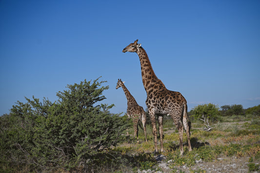 Safari v Etosha NP