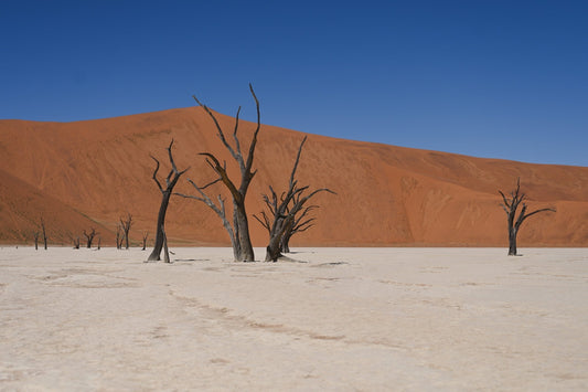 Puščavski začetki: Olive Trail, Solitaire in Sossusvlei