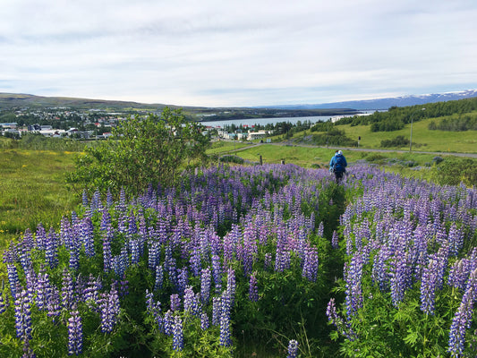 Islandija: Husavik in severni del